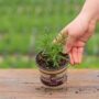 Rosemary – Barbecue – 4″ Pot
